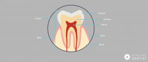 tooth-anatomy-diagram