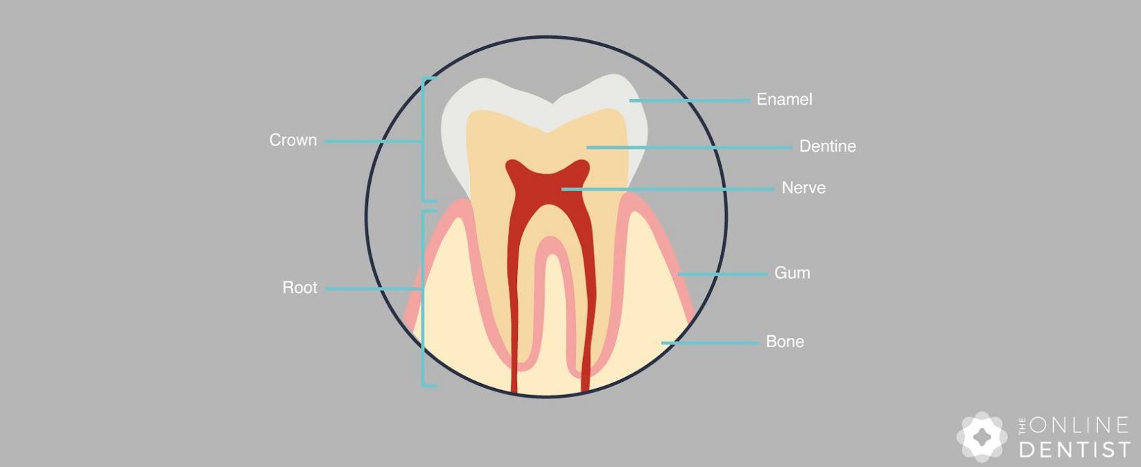 Tooth diagram