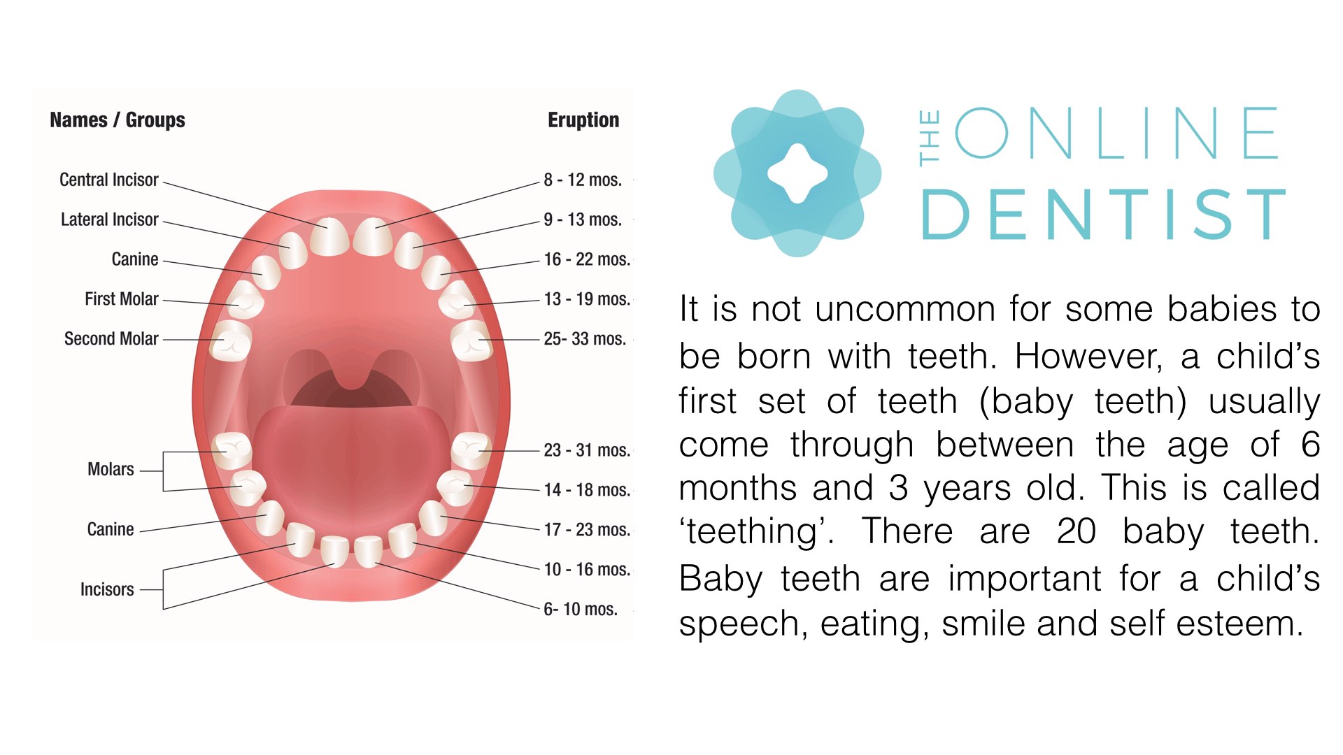Baby teeth eruption dates by The Online Dentist